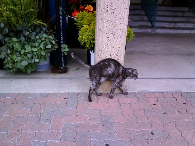 feral cat on patio