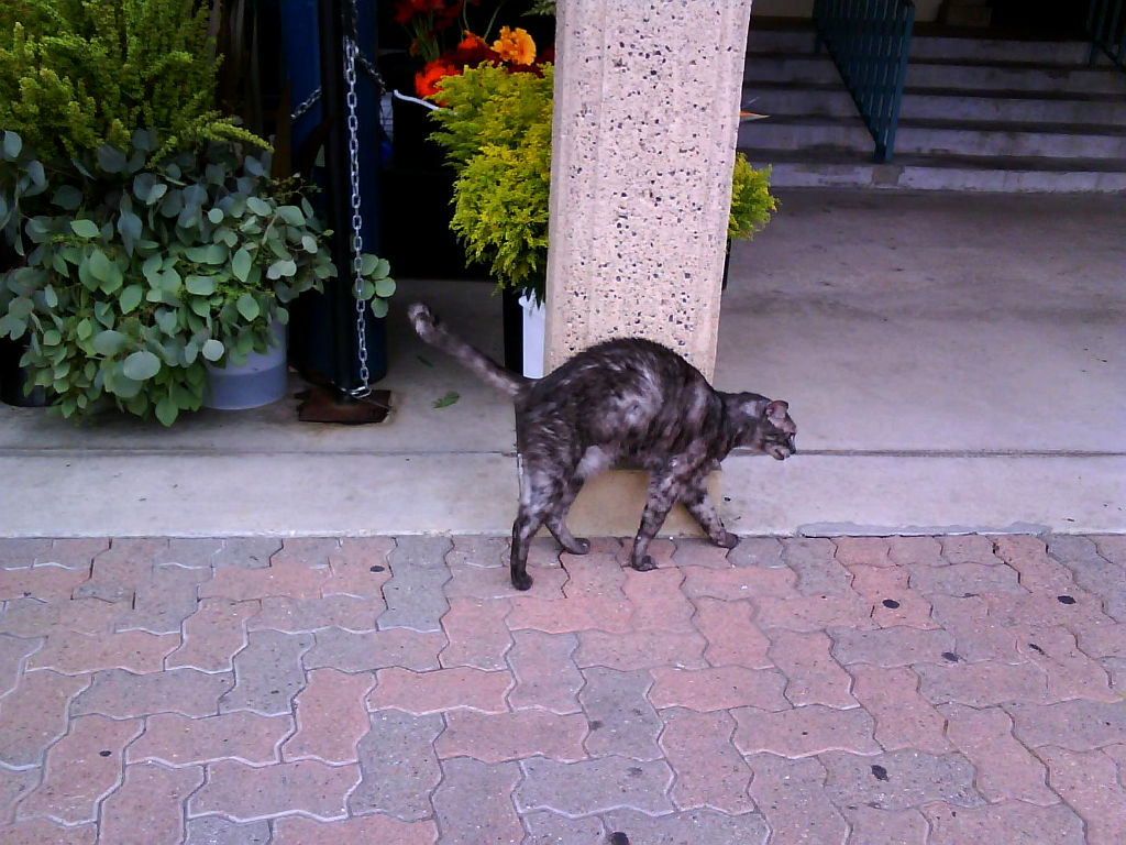 feral cat on patio